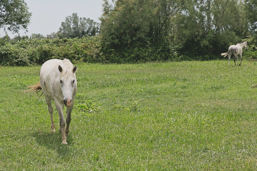 Ernestineetsafamille-photographedemariagecamargue-4